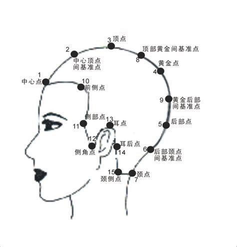 頭部七條基準線中的側中線，其中心點為 廁所植栽